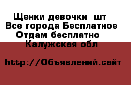 Щенки девочки 4шт - Все города Бесплатное » Отдам бесплатно   . Калужская обл.